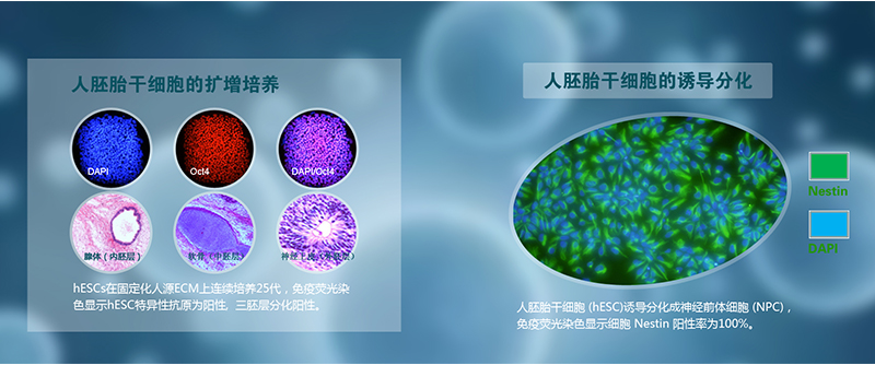 Stem Cell Technology Platform